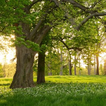 Wald-/ Naturbestattung